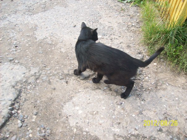 Симпатичный черный котик AqXbUw9VsMM