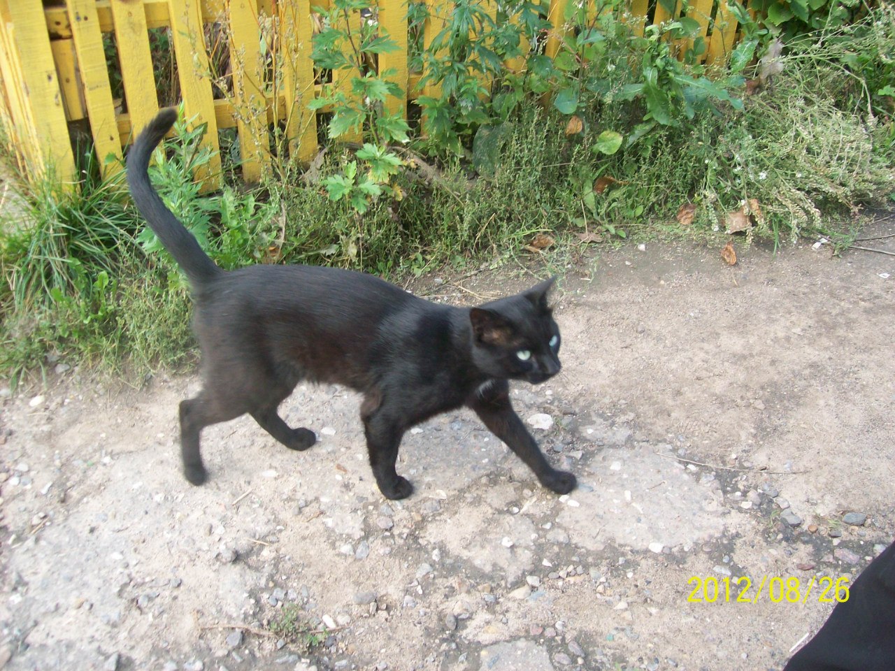 Симпатичный черный котик FCz7Qb8SJLU